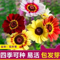 혼색 화환 국화 씨앗 화단 정원 베란다 분재 화훼 씨앗 사계절 쉽게 심어지고 꽃이 끊임없이 혼색 화환 국화 약 30알[원형], 혼합 된 색상 꽃의 1 군용 고리 hrysanthem