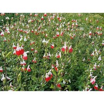 핫립세이지-허브 노지월동다년초 (묘종3개) 식용식물 규격10cm화분묘 [꽃심야생화], 1개
