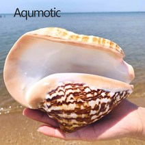 조가비 비즈 천연 조개 소라 공예 수족관 관상어 인테리어 어항 껍질 대형 부처 껍질 큰, 약 14cm