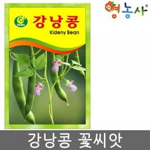 강낭콩꽃씨앗 강낭콩씨 강난콩 씨앗 씨 콩씨 콩씨앗, 강낭콩꽃