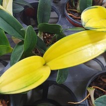 꽃모종/무늬대명석곡-단정학: 화분지름8cm KM1431, 1개