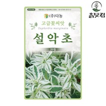 설악초 씨앗 20립 초설초 대극과 한해살이 꽃씨앗 + 네임택, 단품