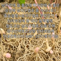 삼지구엽초모종 100주/음양곽모종 선령비주 농장 재배법 수확시기 먹는법 효능 가격 꽃말 법제 밤에잘큼