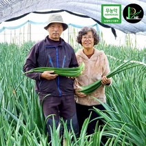 무농약 식용 생 잎 알로에 베라 거제피네농장 2kg 3kg 5kg 10kg 면역력 먹는 생알로에