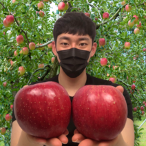 보조개 아리수 홍로 청송 감홍 부사 안동 못난이 사과 대과 5kg 선물용 제사 제수용