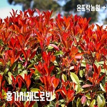 홍가시레드로빈 2년생 포트묘(정말 이뽀요~~^^)