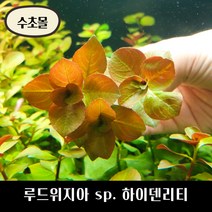 [수초몰] 루드위지아 sp. 하이덴리티 키우기 쉬운 수초, 2촉