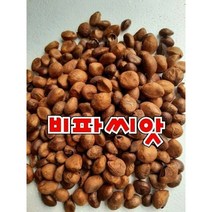 (영만수산)완도 비파나무 비파씨앗 비파씨 완도비파 1팩 100+2