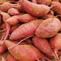 해남 꿀 밤 고구마 햇 10kg 5kg 3kg 못난이 한입, 특상 10kg, 1개