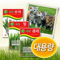대용량 캣그라스씨앗 -밀 보리 귀리 새싹씨앗, 1개, 새싹보리 1kg