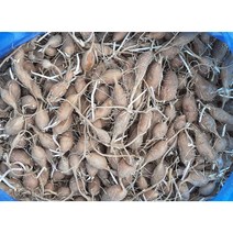 [종자용] 슈퍼아피오스 인디언감자 1kg, 1개