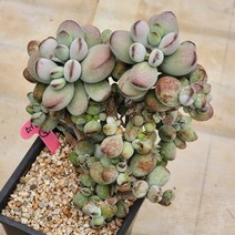 다육식물(호피복랑금) 58(95), 1개