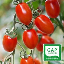 세도농협대추토마토 판매순위 상위 10개 제품