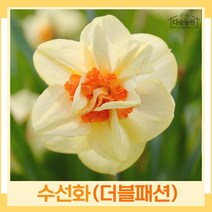 수선화 구근 모종 더블패션 2개