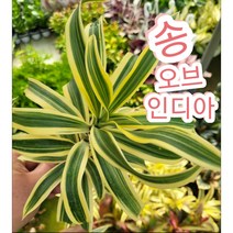 송오브인디아/고급스러운 이미지의 무늬를 가진 드라세나 인디아