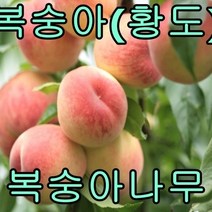 황도복숭아접1년특묘 2그루