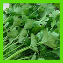 싱싱하고 줄기가 긴 국내산 고수 1KG 동남아 채소 향채 고수나물 뿌리고수, 500G, 1개