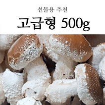 경북 영양 무농약 명품 착한 송이버섯 송이향 표고맛 버섯 가정용 선물용 500g 800g, 1box, 가정용 선물세트 800g