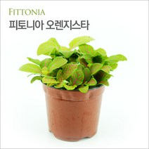 피알피쉬 조경식물 피토니아 오렌지스타(Fittonia) / 수경재배가능