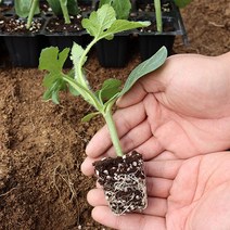 일반 수박모종 호피수박 가정원예용 베란다 옥상 주말농장 텃밭 재배, 일반수박모종20주