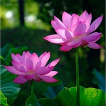 연꽃 씨앗 (30구)