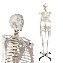 교육용 인체모형 골격 해골 뼈 전신 모형, 180