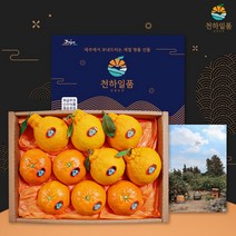 [명품패키지] 귤담원 레드향 한라봉 천혜향 명품 선물세트 3kg 5kg, 1박스, 02.레드향 선물세트 3kg 대과(5-8과)
