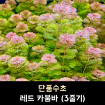 레드 카붐바 (3줄기)