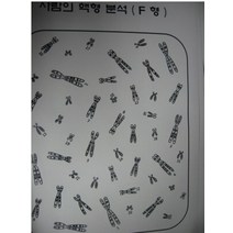 사람의 핵형분석 스티커 세트팩(10세트/팩)