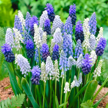 유럽 무스카리 구근 오리지널 가을 추식 꽃씨, 02. 그레이프 아이스 5구