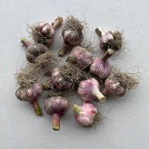 23년 수확 국내산 창녕 햇 대서 마늘 10kg(대사이즈), 10kg(대), 1개