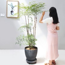남천 나무 특대형 화분 토분 시멘트 수지화분 실내공기정화식물 거실화분, 남천 특대형, 시멘트 라운드 수지화분 특대형 다크그레이