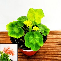꽃나무팜 유럽제라늄 브라이즈 메이드 소품 허브식물 꽃화분 팬시 해충퇴치 한개금액입니다