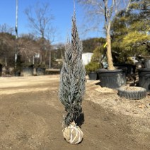 블루엔젤 사계절 푸른 빛을 띄는 사철나무 금강원예, H1.2 X W0.4