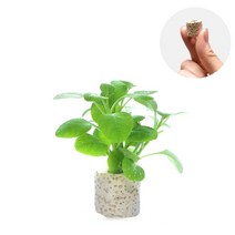 초보자도 키우기 쉬운 어항장식 포트수초 200종 모음, 26번) 미니링포트 로벨리아