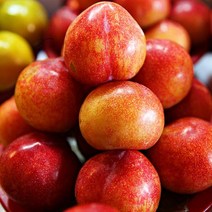 2023년 햇 자두 후무사 예비맘 대석자두 로얄과 영동 김천 추희 도담 왕자두 1kg 소과