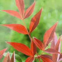 야생화피어나라플라워 남천(Obsessed)