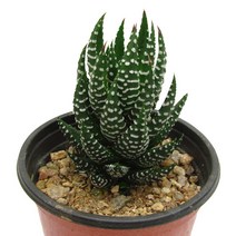 옥동자-하월치아속/하얀색줄무늬/십이지권/다육식물/