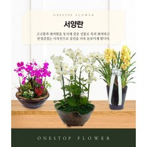서양란 개업 승진 축하화분 인테리어화분 동양난, 서양란 - 호접란VVIP(기본형), 읍/면/리 단위 지역(배송비 2만원 추가)