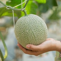 고씨네 특급 머스크멜론 5kg 멜론 곡성멜론 멜론농장