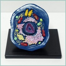 골지체 리보솜 동물세포 소형모형 생물학 명칭알기 홈스쿨링