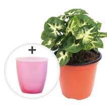 미미네가든 자동급수 싱고니움 화분 키우기세트, 단품