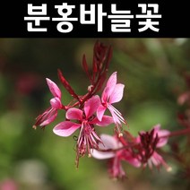 분홍바늘꽃 포트 10개/지피식물/야생화