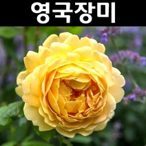 영국장미(골든 셀리브레이션) 땅+줄장미 포트 1개/나무 묘목/꽃나무/조경용