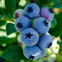 블루베리 2년생 묘목, 스타/2년생