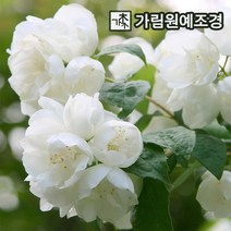 고광나무 스노우벨 포트 가림원예조경, 4치장포트