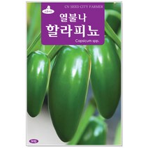 열불나 할라피뇨씨앗 30립 멕시코 고추씨앗(C0122)