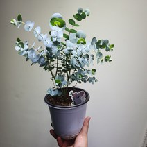 [공룡꽃식물원] 1+1 유칼립투스 블랙잭 189