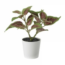 이케아 페이카 인조식물 + 화분 콜리우스 6cm 004.966.04