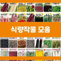 콩 옥수수 곡물 씨앗 모음, 6.백초당옥수수